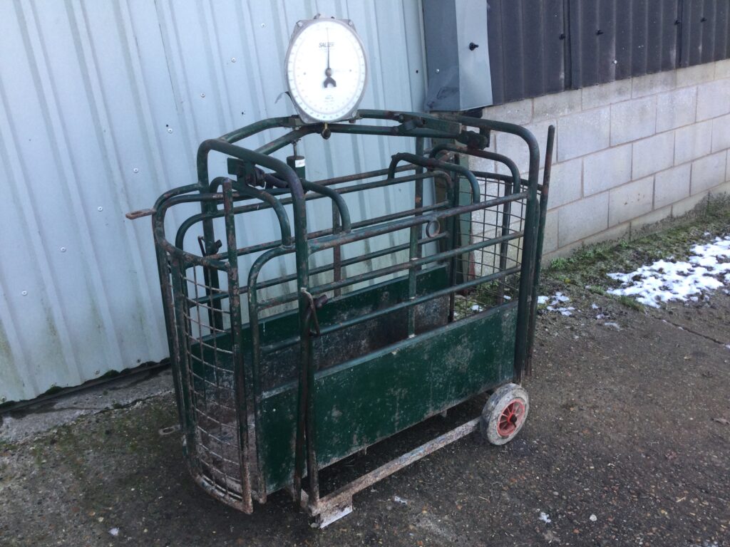 Sheep weigh scales