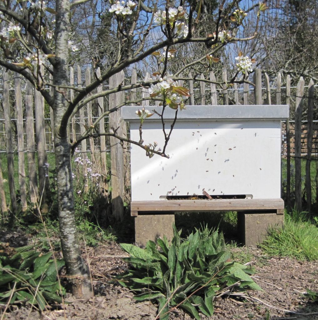 Golden Bee Hive