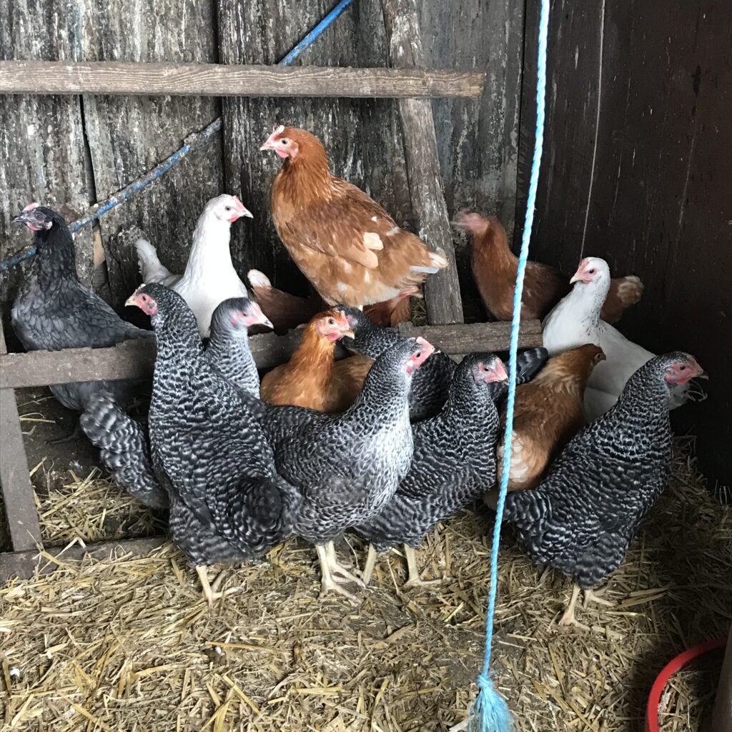 POL Pullets