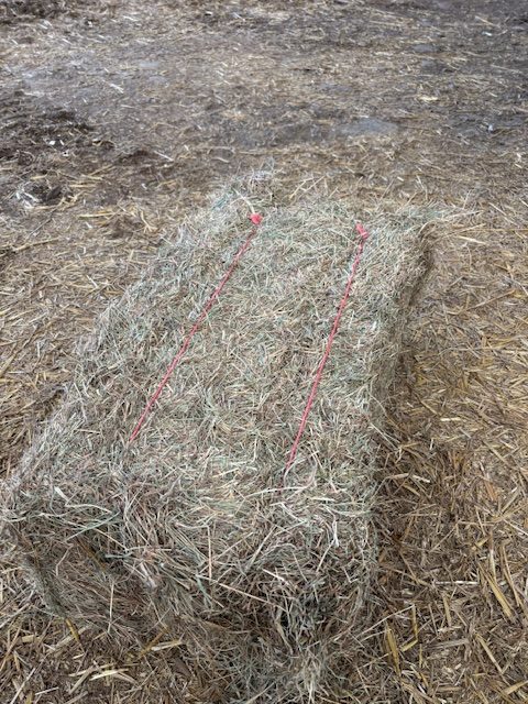Conventional bale meadow hay