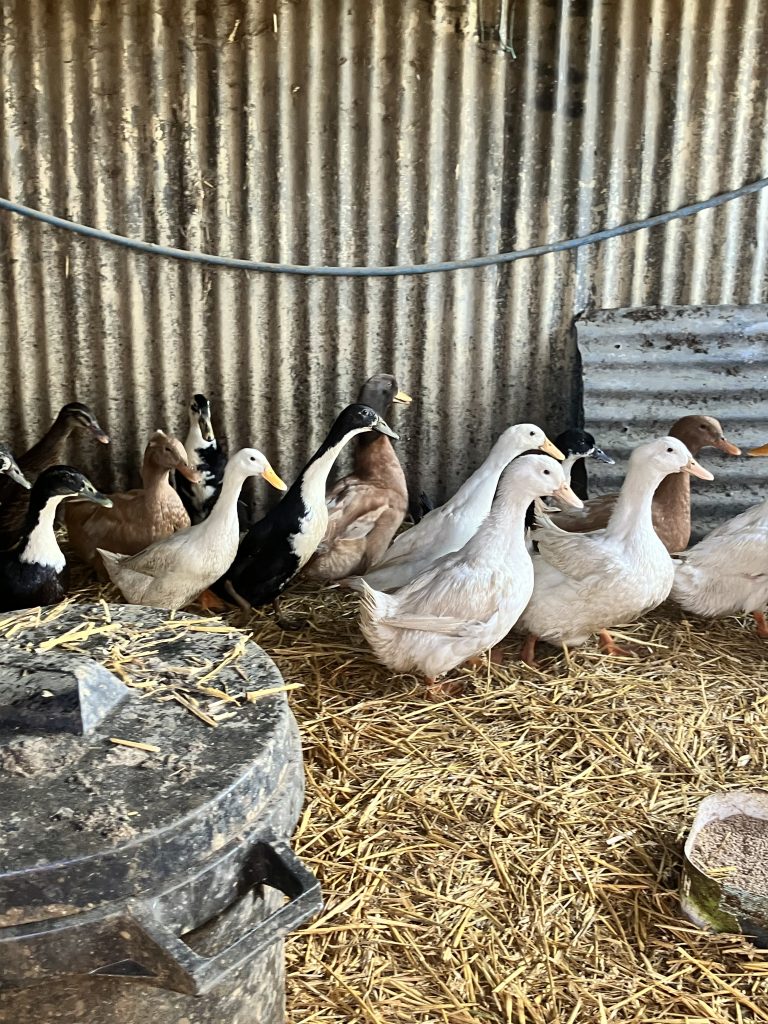 Inlay Ducks