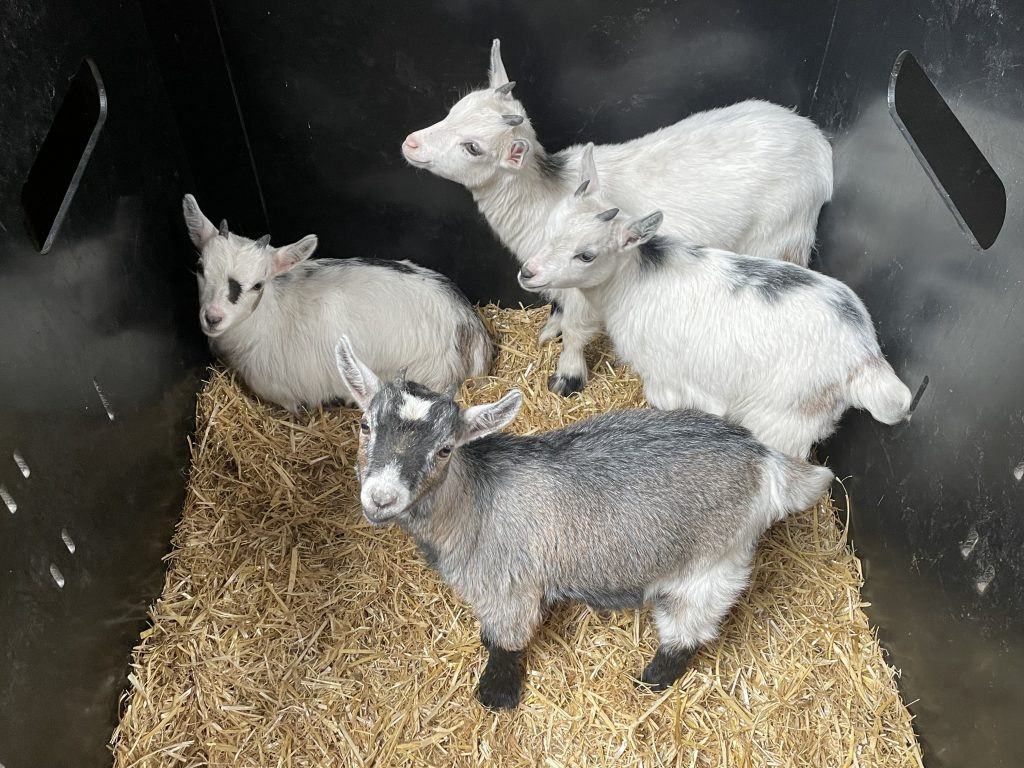 Pygmy Goat Wethers