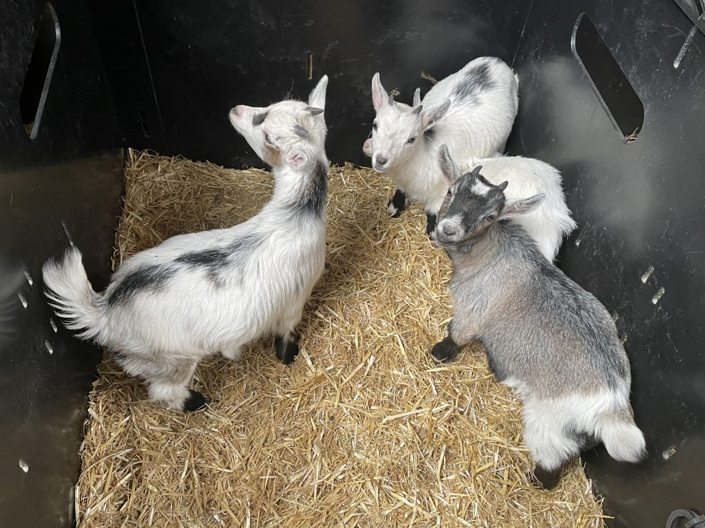 Pygmy Goat Wethers