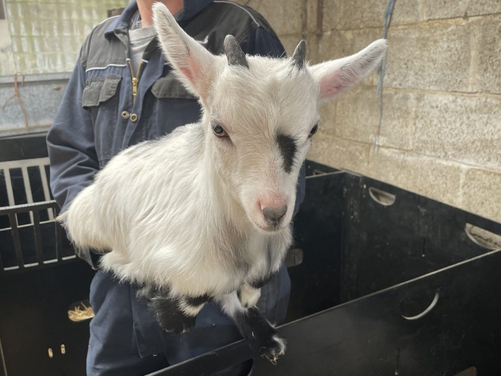 Pygmy Goat Wethers