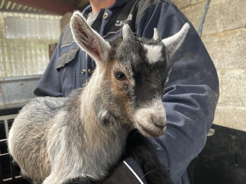 Pygmy Goat Wethers