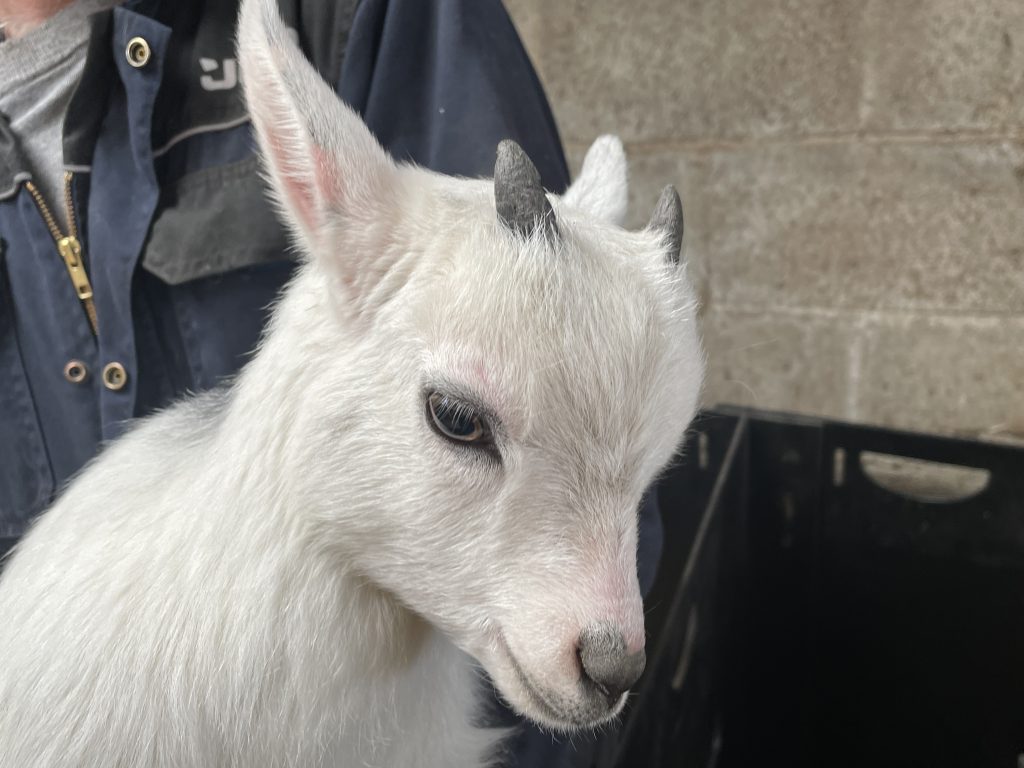 Pygmy Goat Wethers