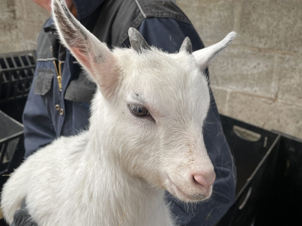 Pygmy Goat Wethers