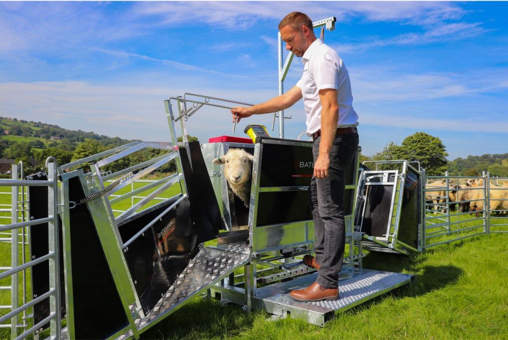 Bateman Sheep Handling