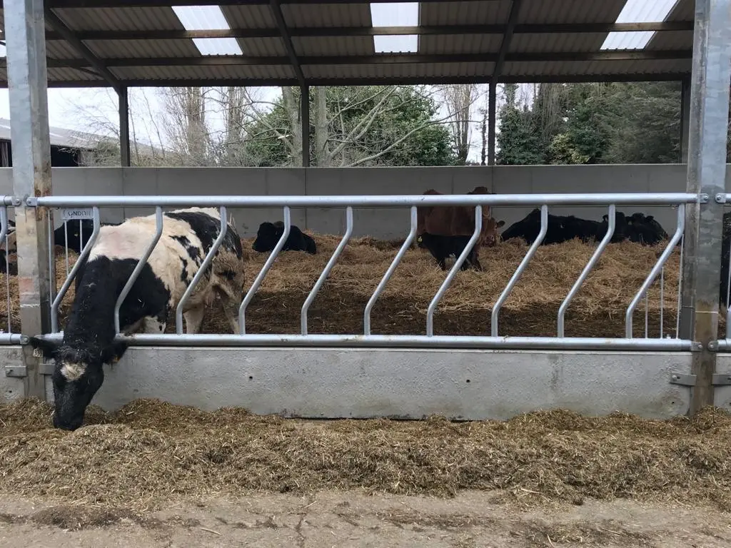 Condon Engineering fixed cattle feed barriers, NEW