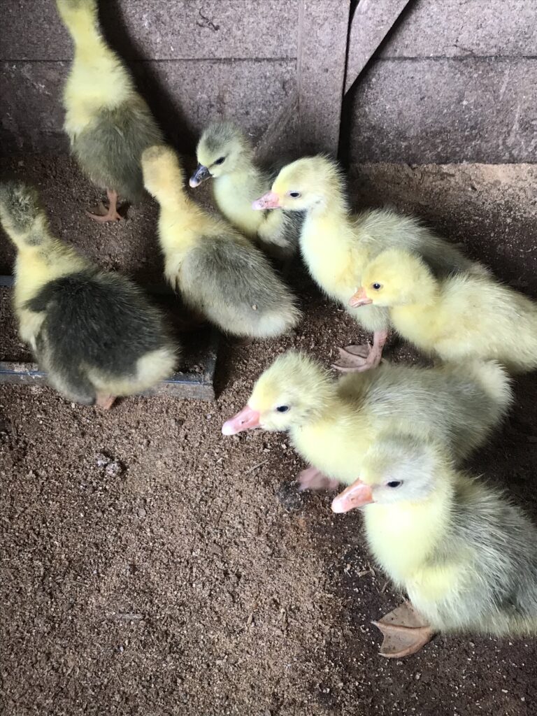 Purebred Chicks and Ducklings