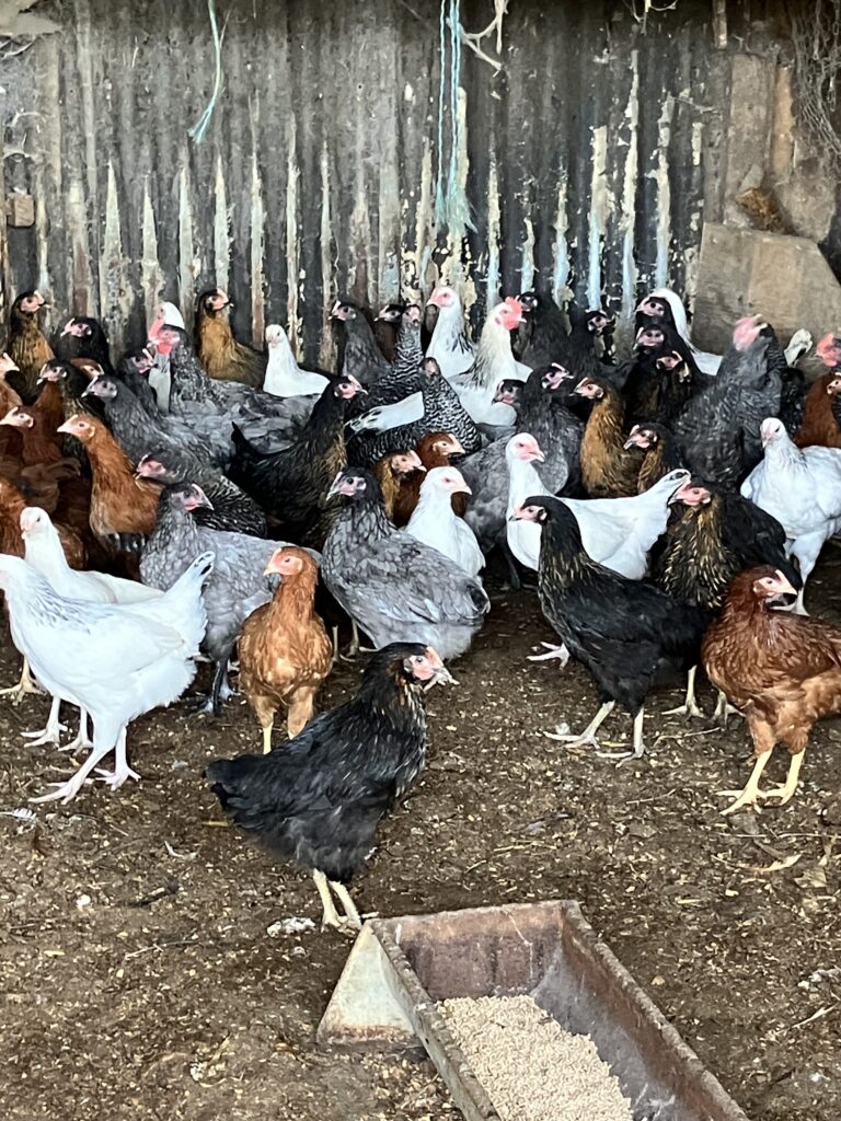 POL Hybrid Pullets