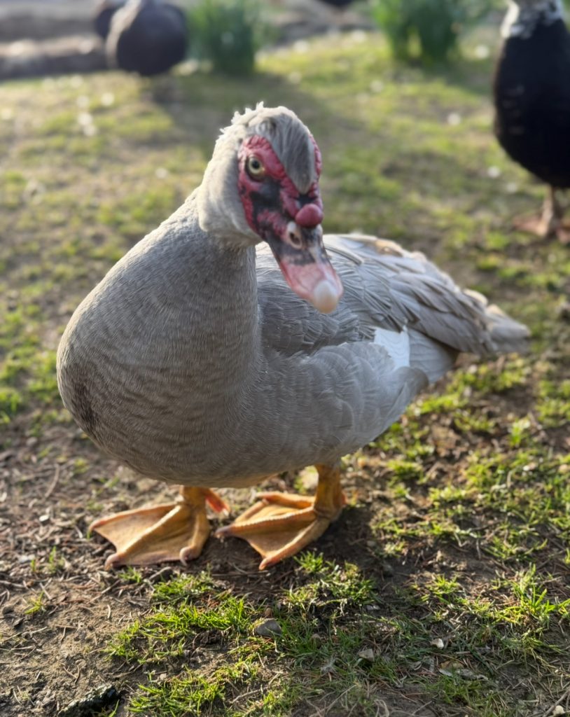 Muscovy Ducks & Ducklings