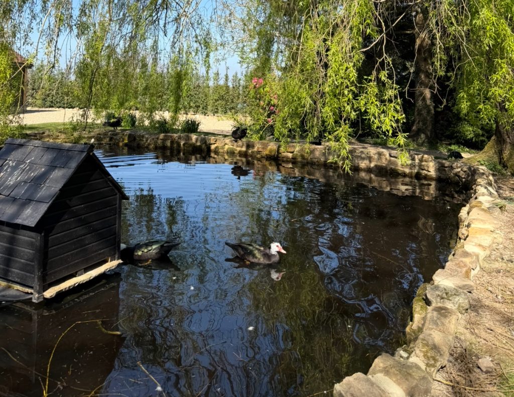 Muscovy Ducks & Ducklings