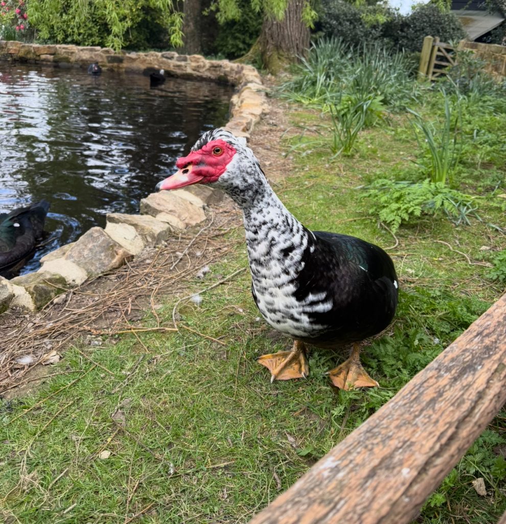Muscovy Ducks & Ducklings