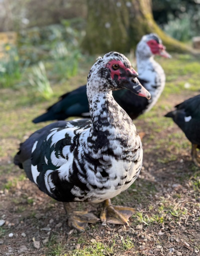 Muscovy Ducks & Ducklings