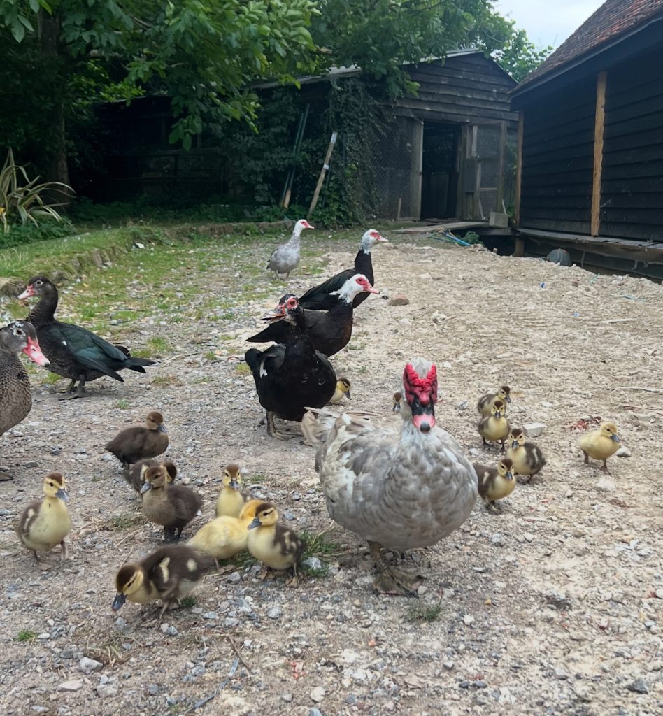 Muscovy Ducks & Ducklings