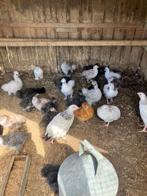 Silkie and Peking bantam Growers