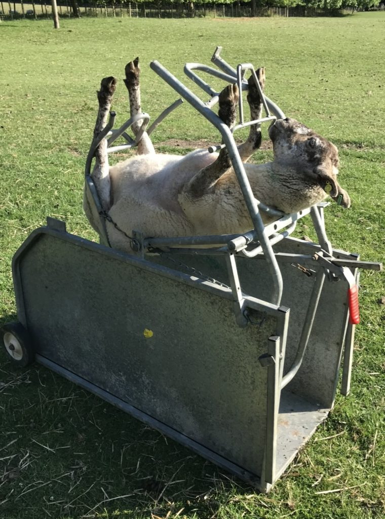 Sheep turnover crate