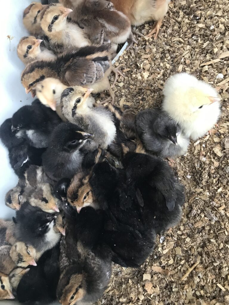 Purebred Chicks