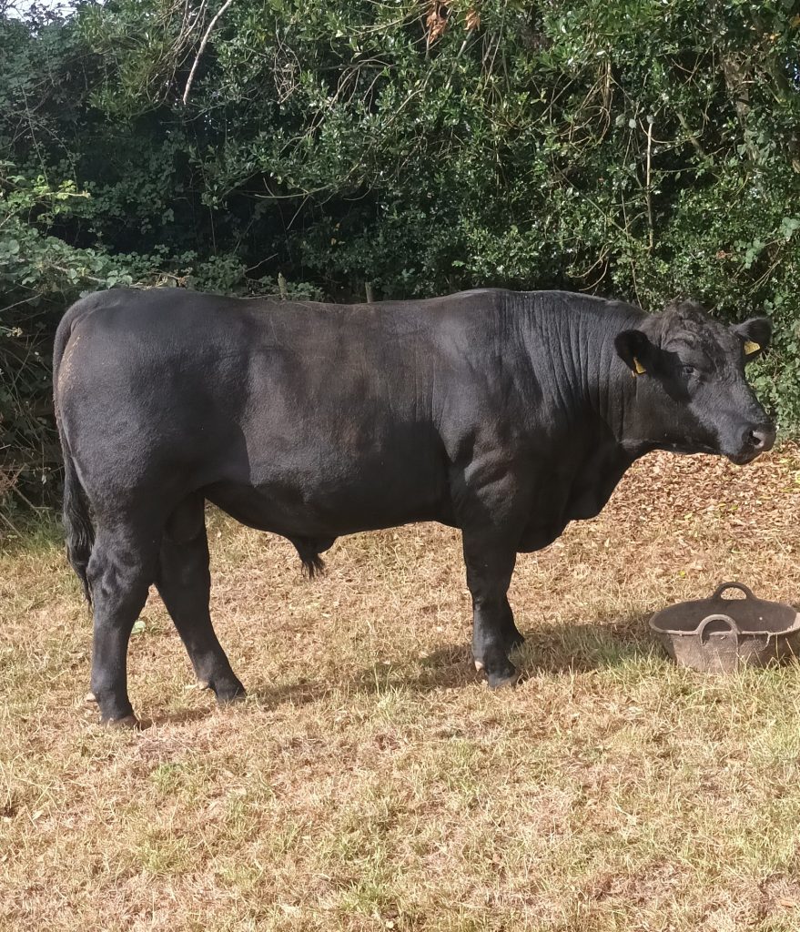 Aberdeen Angus Bull